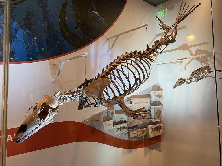 Acrophoca_skeleton_at_the_National_Museum_of_Natural_History_in_Washington,_D