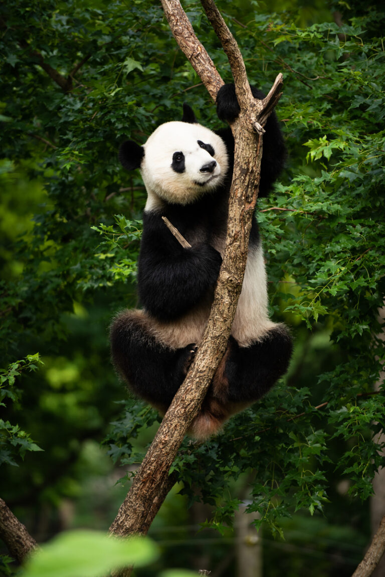 Giant Panda Bei Bei in a Tree
