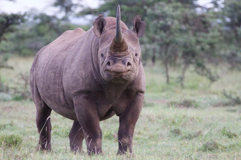 Black Rhinoceros
