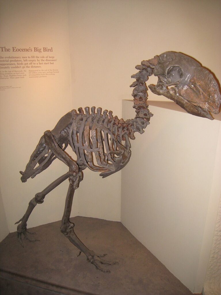 Diatryma_steini_cast_-_National_Museum_of_Natural_History_-_IMG_2013