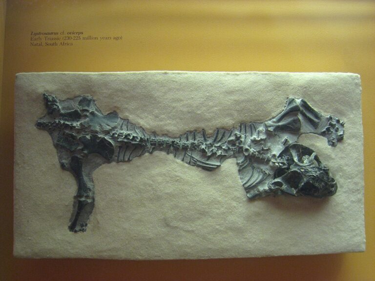 Lystrosaurus_cf